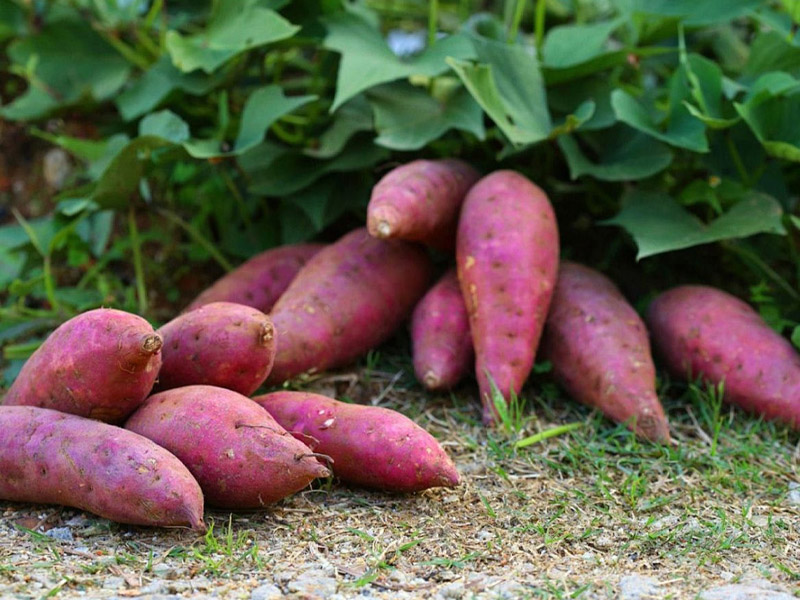 水溶肥的加肥技巧